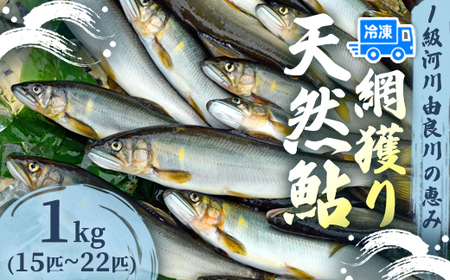 天然鮎 網獲り 冷凍 約1kg（約15匹?22匹）鮎