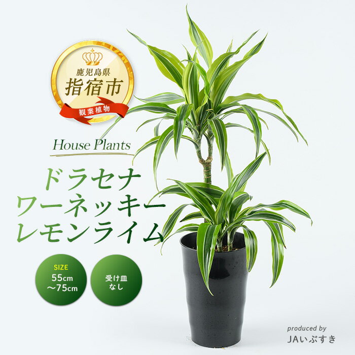 【ふるさと納税】＜2026年4月上旬以降順次発送＞【観葉植物】ドラセナ・ワーネッキー・レモンライム 55cm〜75cm ※北海道・沖縄・離島配送不可※ 観葉植物 植物 グリーン 鉢 おしゃれ 大型 インテリア 室内 開店祝い 新築祝い オフィス ギフト 【JAいぶすき】