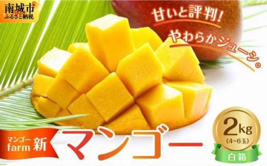 【マンゴーfarm新】 沖縄県南城市産マンゴー白箱2kg