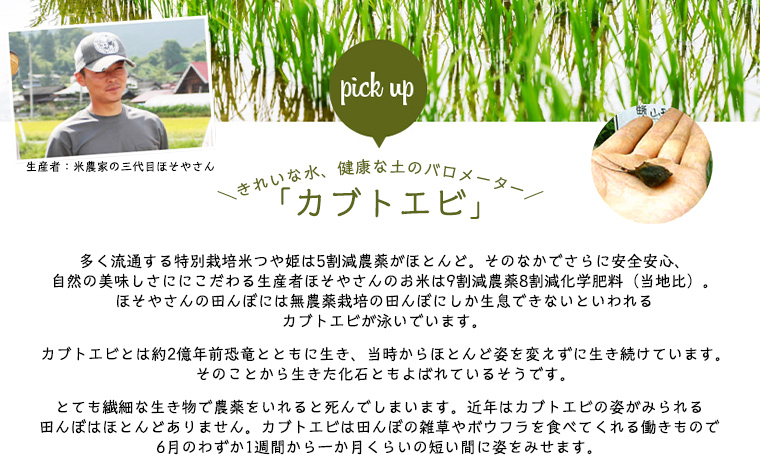 令和6年度産 山形産 「つや姫」5kg (精米) 特別栽培米 8割減