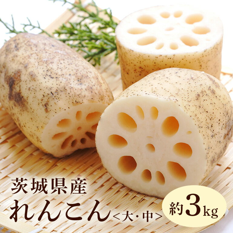 【ふるさと納税】れんこん（大・中サイズ） 3kg 野菜 れんこん レンコン 蓮根 国産 8月上旬～2月中旬まで順次発送予定 51-A