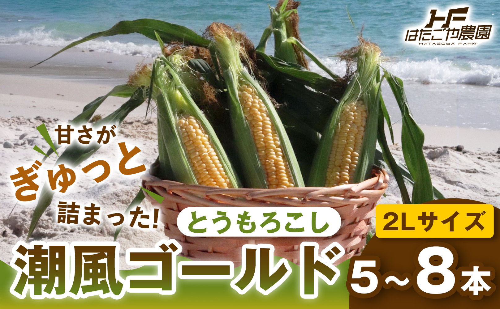 ［2027年発送 先行予約 夏の味覚］潮風ゴールド 2Lサイズ 5～8本 1セット とうもろこし トウモロコシ ゴールドラッシュ 黄色 スイートコーン 茹でとうもろこし 白浜町 304018_ET03
