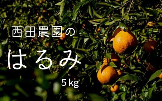 
                  瀬戸内 はるみ 約5kg (30個程度) 【2027年2月以降発送】 柑橘 フルーツ 果物 瀬戸内 広島 大崎上島 国産 15000円
                