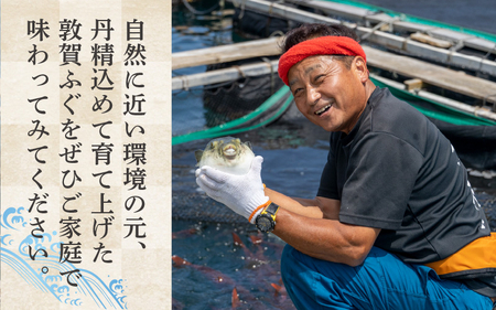 ＜先行予約＞【11月発送】フグ 敦賀ふぐ鍋てっさセット（4～5人用） 【冷蔵 ふぐ刺し 河豚 ふぐ 海鮮 鍋 なべ】