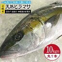 【ふるさと納税】壱岐島産天然ヒラマサ（10キロ台・丸もの） 《壱岐市》【壱岐島　玄海屋】[JBS075] ヒラマサ 魚 刺身 煮物 カルパッチョ お寿司 180000 180000円 18万円 のし プレゼント ギフト