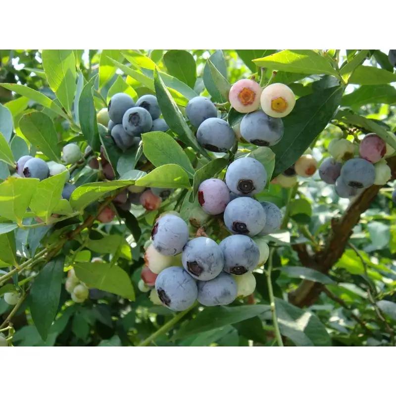 【数量限定100】国産 京都丹後ブルーベリー 350g×2パック（2027年7月上旬～発送）｜ベリー
