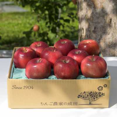 【百年続く青森のりんご農家直送】葉とらずサンふじ 　約3kg　贈答用【12月から発送開始】【配送不可地域：離島】【1506061】