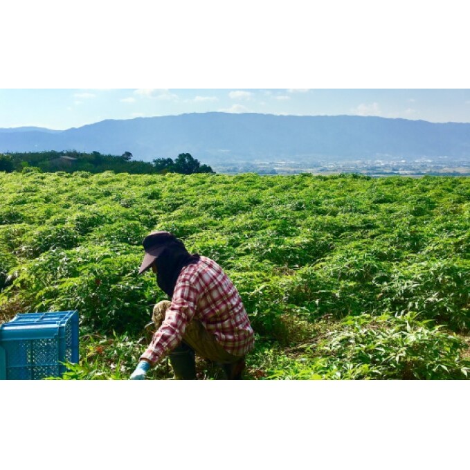 ★希少★日本山人参茶30包入り×2袋 飲料類 お茶 野菜/人参 _イメージ5