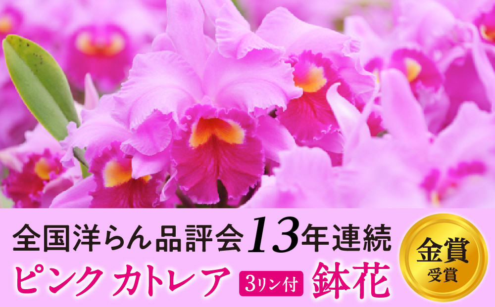 
            厳選カトレア鉢花 3輪咲コース 鉢花カトレア 3リン咲き 全国洋らん品評会13年連続金賞受賞 山野井洋蘭 カトレア
          