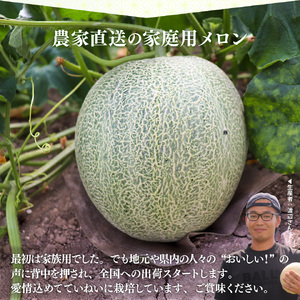 【ふるさと納税】先行受付＜メロン 2玉 合計約3kg＞ サンライズメロン 赤肉 めろん 赤 果物 フルーツ 果実 家庭用 旬 ちょっと訳あり【常温】高知県 佐川町 はちきんの店 ＜2026年7月中旬頃