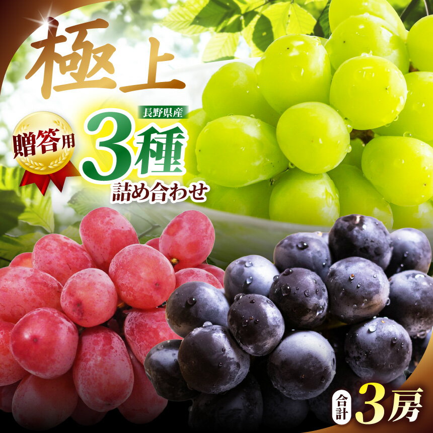 【ふるさと納税】2026年先行予約 贈答用 信州産 葡萄【詰み合わせ】3房【シャインマスカット、ナガノパープル、クインルージュ】｜ シャインマスカット 葡萄 ぶどう ナガノパープル クイーンルージュ ふるさと納税 長野県 松本市