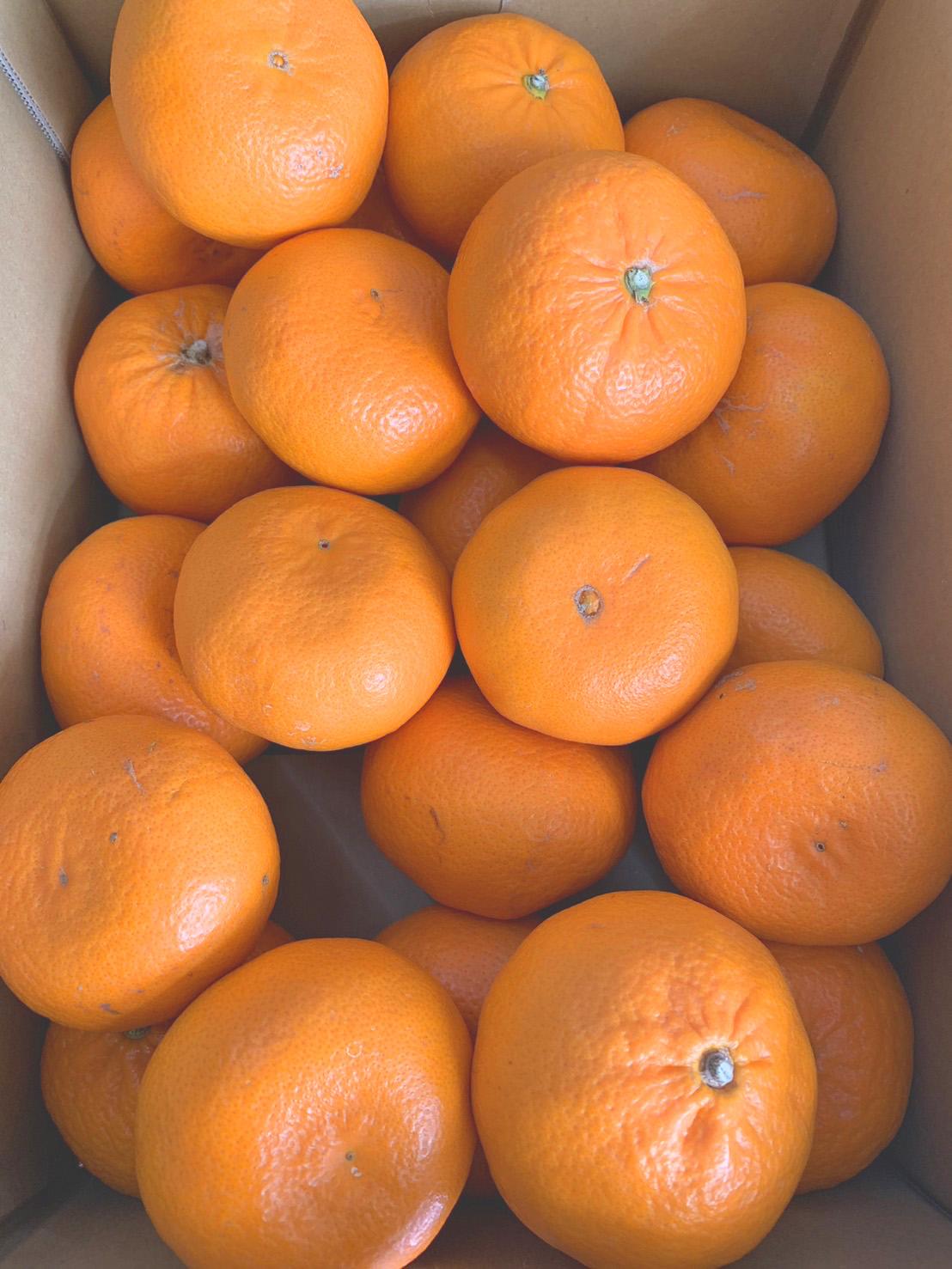 麗紅柑（れいこう）青秀品（家庭用）2S～3Lサイズ 3kg　CC60_イメージ3