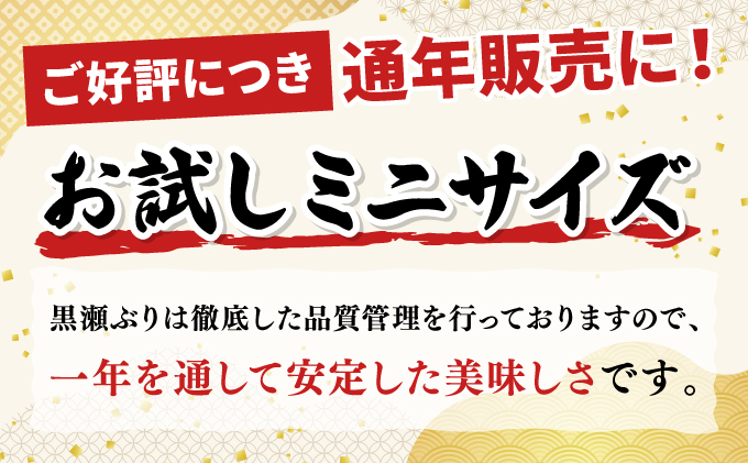 KU281-1-2602 ＜2026年2月発送分＞活じめ！黒瀬ぶりの生鮮ブリロイン2節〜3節（400g前後）
