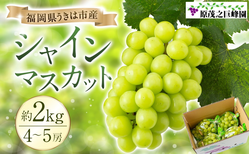 
            【先行予約】 原茂之巨峰園 シャインマスカット 4房から5房 （約2kg） 【2026年8月下旬～9月下旬より順次発送予定】 葡萄 ぶどう ブドウ 種無し 種なし 大粒 果物 くだもの フルーツ 果実 ミネラル ジューシー 朝採り発送 流川ブランド お取り寄せ 福岡県 うきは市 冷蔵
          