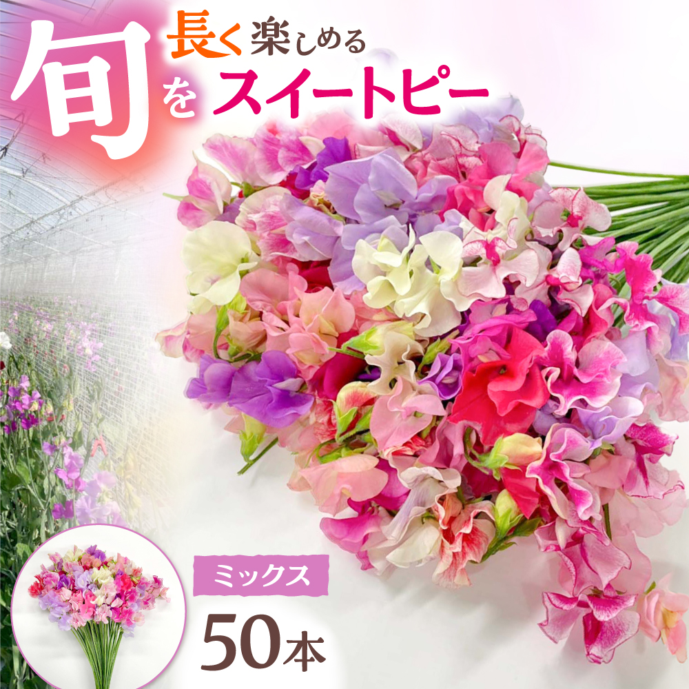 【2026年1月以降発送】【生産農家直送！】スイートピー 花束 50本（ミックス）【木下農園】 [IBW001]