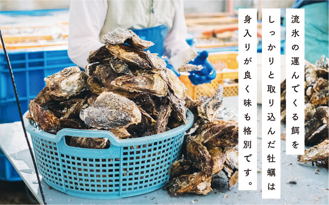 ≪先行予約11月中旬から発送≫北海道湧別町サロマ湖産　殻付き2年牡蠣3.2kg（約24〜32個入）