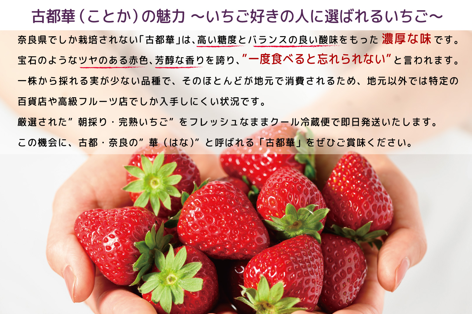 【12・1・2・3・4月発送】奈良県特産 高級ブランドいちご「古都華」旬の５ヶ月定期便 // いちご イチゴ 古都華 フルーツ 果物 旬 限定 ブランド いちご イチゴ 古都華 フルーツ 果物 旬 限