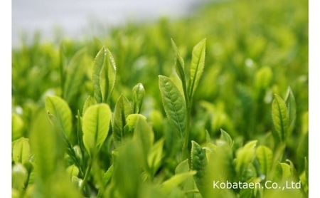 京の老舗　古畑園の特選宇治茶(煎茶150g、雁が音150g)〈宇治茶 お茶 茶 煎茶 深むし 深蒸し茶 緑茶 茎茶 くき茶 雁が音 茶葉 高級 特選 最高金賞 飲料 老舗 化粧箱〉 飲料類 最高金賞受