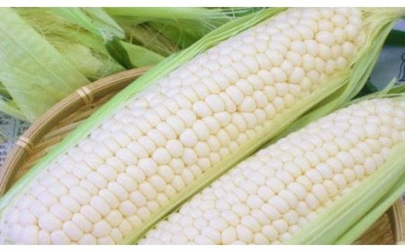 【2026年先行予約 / 数量限定 とうもろこし】フルーツコーン ホワイト種 5本 とうもろこし