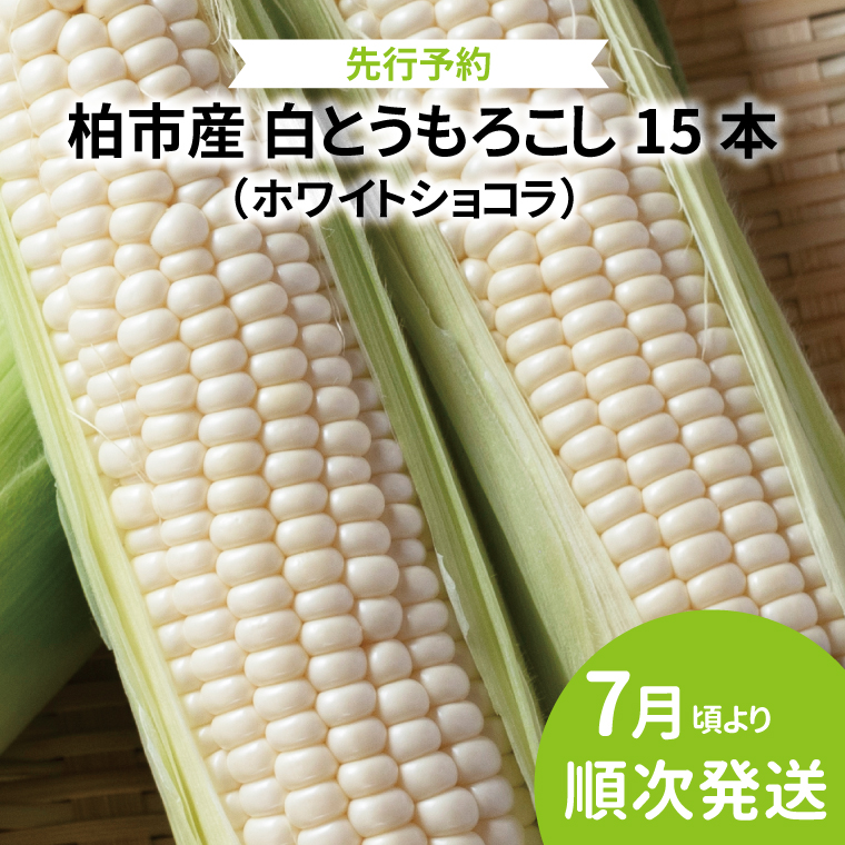 AF-73 柏市産　白とうもろこし　15本