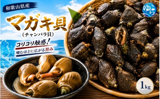 
                  【素潜り漁師直送】マガキ貝 (チャンバラ貝) 1kg 獲りたてをお届けします！【skmn210-mgk-1A】
                