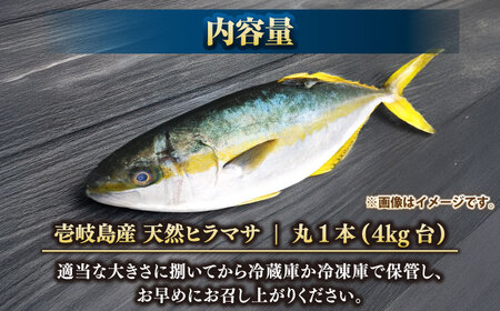壱岐島産天然ヒラマサ（4キロ台・丸もの） 《壱岐市》【壱岐島　玄海屋】[JBS069] ヒラマサ 魚 刺身 煮物 カルパッチョ お寿司 58000 58000円 のし プレゼント ギフト 冷蔵配送 九