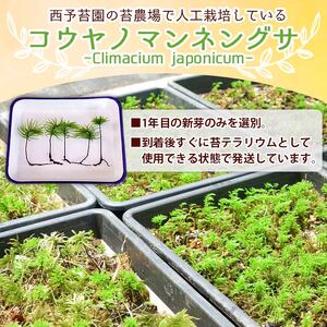 コウヤノマンネングサ [Climacium japonicum] 人工栽培品種 5本