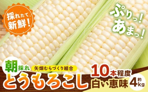 とうもろこし 白い恵味 約4kg 10本入り 朝採れ クール便 野木町産 矢畑むらづくり組合 《2026年6月下旬-7月下旬頃出荷》栃木県 野木町 トウモロコシ 野菜
