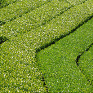 【6本】掛川茶の香りを存分に味わうスパークリングティー | Apoptosis Sparkling 7047
