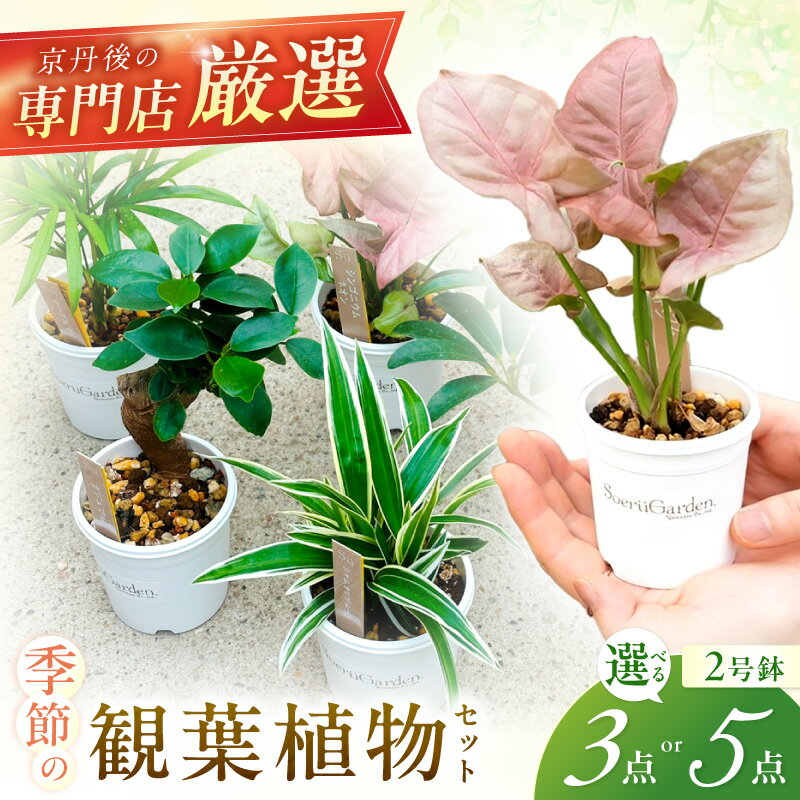 【ふるさと納税】 京都・京丹後の専門店が厳選！観葉植物 3点セット 5点セット 【発送可能時期：4月上旬～7月末、9月上旬～12月上旬】選べる 植物 ガーデニング 癒し 自然 ふるさと納税 観葉植物 プレゼント 記念日 おしゃれ ふるさと納税 父の日