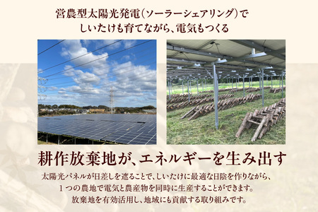 東浦町産 原木栽培生しいたけ（約500g）