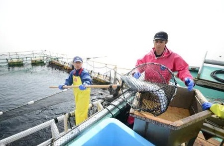 【2025年5月下旬発送】海峡サーモン船上活〆3.0kg1本 (冷蔵)