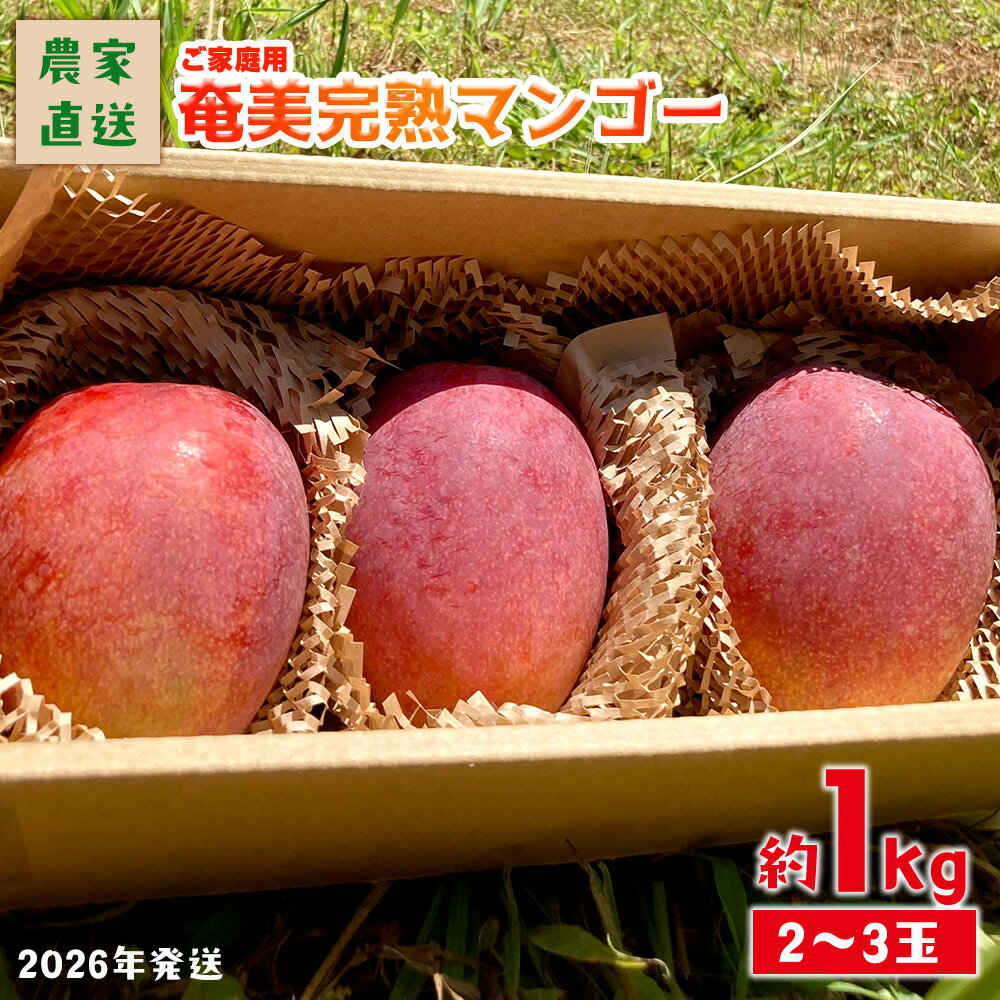 【ふるさと納税】2026年発送【農家直送】飯田菜園 奄美完熟マンゴー 約1kg(2～3玉)ご家庭用