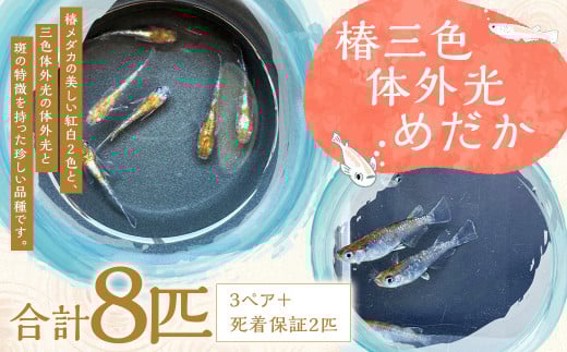 椿三色体外光 めだか （3ペア＋死着保証2匹 計8匹） 椿 三色体外光 メダカ 魚 お魚 ペット 飼育 鑑賞 鑑賞魚 生き物 死着保証 【2025年4月上旬-12月下旬発送予定】 