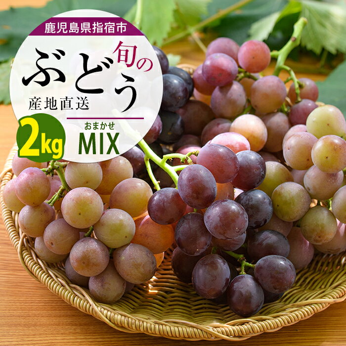 【ふるさと納税】【2026年7月上旬〜順次発送】＜期間限定＞迫田果樹園のぶどう 指宿産ぶどうのおまかせミックスセット(4〜6房・約2.0kg) ぶどう ブドウ 葡萄 種なし 種なしブドウ 果物 フルーツ セット 詰め合わせ 食べ比べ おまかせ【迫田果樹園】
