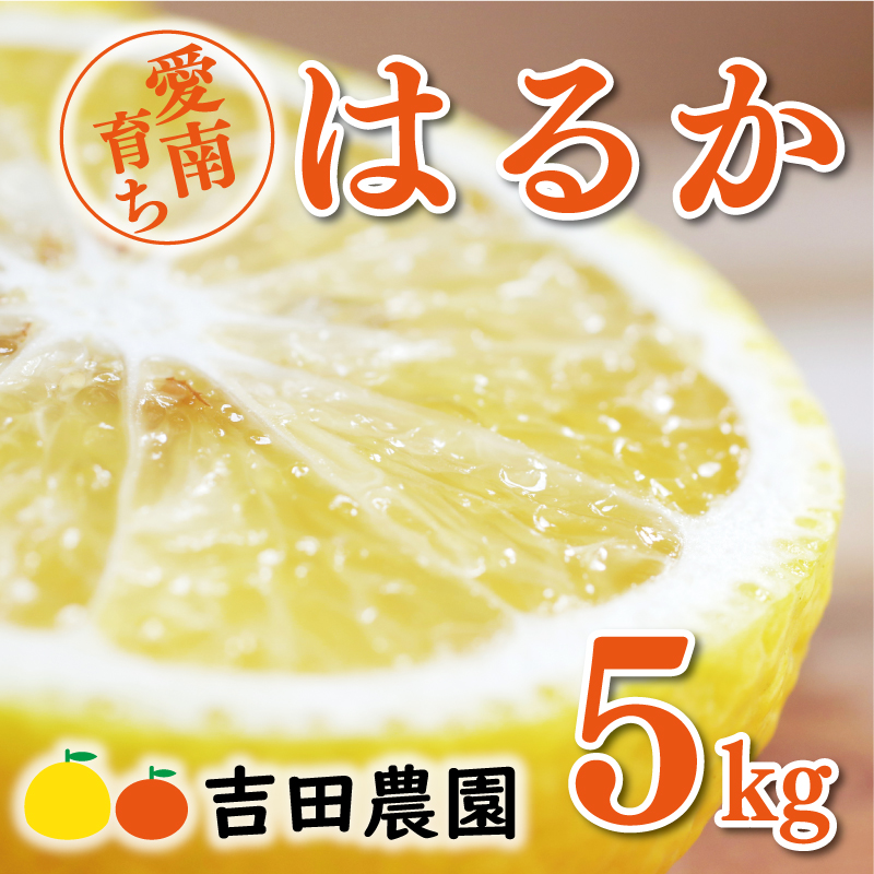 数量限定 先行予約 はるか 5kg 10000円 みかん mikan 蜜柑 ミカン 国産 産地直送 農家直送 期間限定 特産品 ゼリー ジュース アイス 等に 人気 限定 フルーツ 果物 柑橘 甘い おいしい ジューシー お取り寄せ ギフト プレゼント サイズ ミックス 愛南町 愛媛県 吉田農園