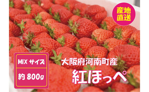【ふるさと納税】No.257 【紅ほっぺ】MIX（サイズいろいろ）800g程度 ／ 苺 いちご イチゴ 果物 フルーツ 送料無料 大阪府