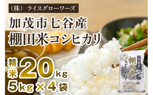 【令和7年産】新潟県加茂市 七谷産 棚田米コシヒカリ 精米20kg（5kg×4）《順次出荷》 白米 （株）ライスグローワーズ
