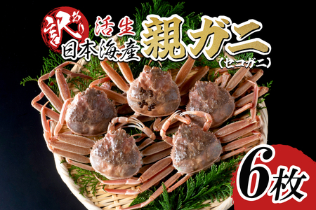 【活生】訳あり ご自宅用親ガニ（セコガニ）6枚 2026年11月～順次発送｜鳥取 岩美 日本海 かに 松葉ガニ ズワイガニ【22064】