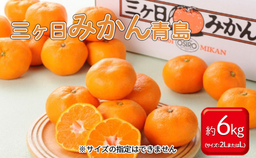 三ヶ日みかん 青島 6kg L～2L 青島みかん みかん 蜜柑 ミカン 果物 くだもの 旬のフルーツ 旬の果物 季節のフルーツ 季節の果物 柑橘 柑橘類 静岡 静岡県 浜松市
