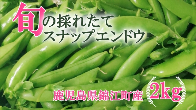 
            No.1395-1《先行受付》期間限定！！ 農家直送～新鮮スナップエンドウたっぷり2kg
          