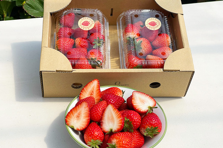 【ふるなびWEEK対象】[先行予約]「とちあいか 2パック」計約600g 可愛いハート形 [2026年1月中旬から順次発送]｜とちあいか いちご イチゴ 苺 果物 フルーツ 日光産 栃木県産 期間限定