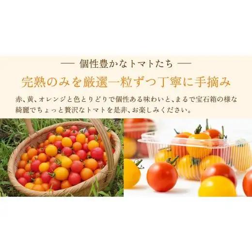 【8月下旬発送開始】 ミニトマト 約 230g × 4パック 【 あめつち農園 】 [BP001tu]