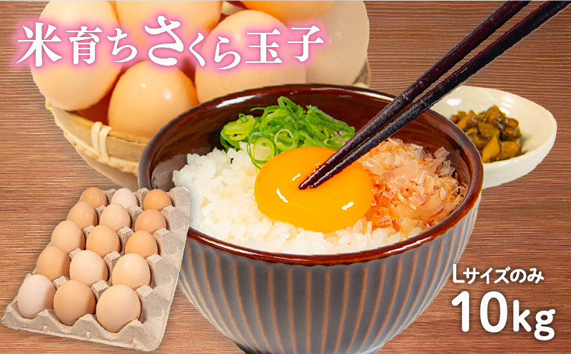 
            卵 10kg 割れ補償 5個 Lサイズ のみ 約 150個 国産 さくら玉子 さくら卵 鶏 米育ち さくら コク 濃い 卵黄 風味 米育ちさくら玉子 とれたて 生 たまご 地産地消  国産鶏 玉子 産みたて 新鮮 黄身 卵 かけ ご飯 たまご かけ ごはん 玉子 丼  卵 焼き すき焼き 目玉 焼き 玉子 スープ 茶碗蒸し ゆで たまご サンド 大容量 滋賀県 竜王町
          