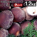 【ふるさと納税】特選原木栽培生しいたけ にく丸くん 中サイズ 1.2kg 生椎茸 しいたけ きのこ 熊本県人吉産 九州 冷蔵 送料無料【2024年10月下旬～2025年2月上旬に順次発送予定】