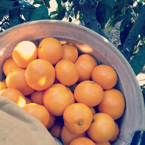 【先行予約】Saito Orange Farmの早生(わせ)みかん5kg ※離島への配送不可（2025年11月下旬頃より順次発送） IKTAQ020