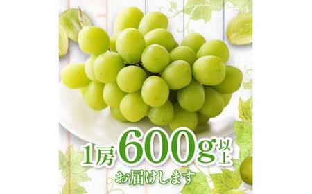 シャインマスカット 化粧箱 1房 ( 600g以上 ) 【2024年8月下旬～2024年9月下旬配送】 【T006-130】