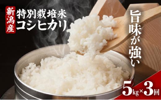 【令和8年産】コシヒカリ 定期便 5kg 3回 特別栽培米 コシヒカリ 新米 精米 白米 米 お米 こめ ご飯 おにぎり 弁当 新潟県産コシヒカリ 新発田産 新潟コシヒカリ 新潟県 新発田市 豊浦ニューカントリー tnc003