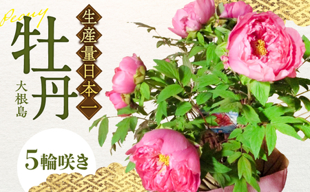 【先行予約】【2026年12月上旬以降順次発送】松江大根島牡丹(宝寿ぼたん) 5輪咲き 島根県松江市/島根県農業協同組合くにびき地区本部 [ALBC003] 花 苗木