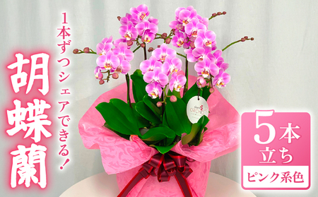 お取り分けできる胡蝶蘭 ミディー胡蝶蘭 ピンク系 7号 5本立ち ラッピング付き 【 胡蝶蘭 】